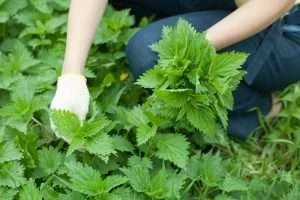Кому сорняк, а кому деликатес: польза и вред крапивы. Пошаговые рецепты