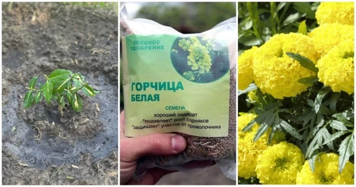 5 типов растений, которые нужно сажать на даче в конце августа