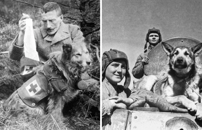 Как животные помогали людям во Вторую Мировую войну, и кто такие «мохнатые ангелы»