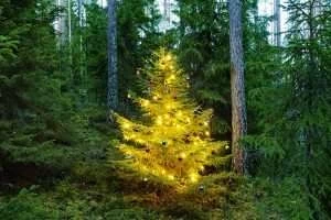 Какой праздник без елки? Ассортимент и стоимость новогодних деревьев