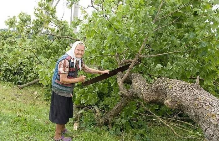 Что можно и чего нельзя дачнику: парковка, сжигание мусора, заготовка грибов и рубка деревьев