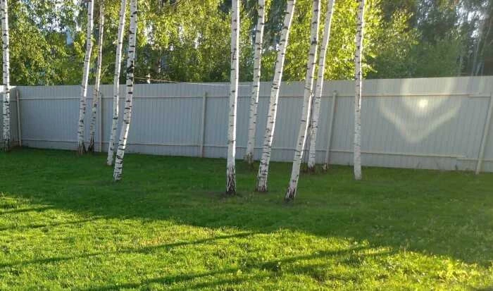 Какие деревья хорошо осушают грунт и помогут участку не утонуть по весне
