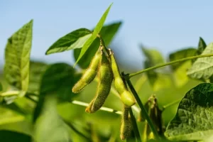 Соевые продукты: какие они бывают и как их готовить