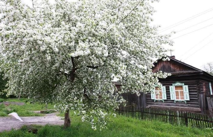 Почему многие дачники не рекомендуют сажать черемуху на участке