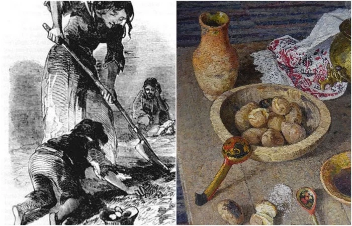 Великий картофельный голод: как ирландцы остались без еды из-за плесени
