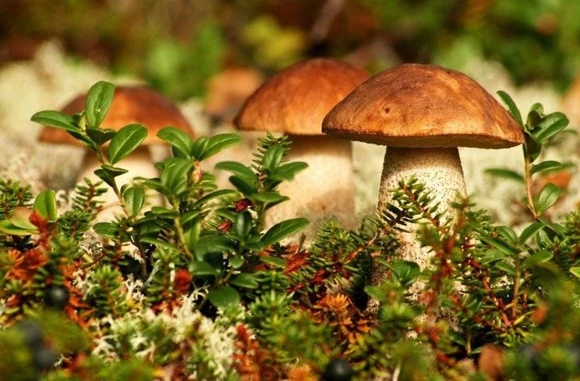 5 советов как не заблудиться в лесу от профи по ориентированию