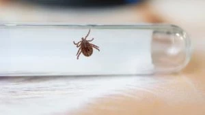 Укус клеща. Как себя защитить, избежать заболевания и его осложнений