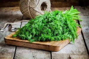 Как сохранить укроп на зиму? Советы и рецепты