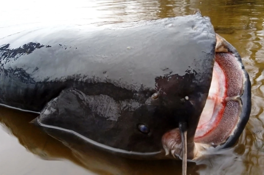 В Великобритании выловили самого крупного сома в истории