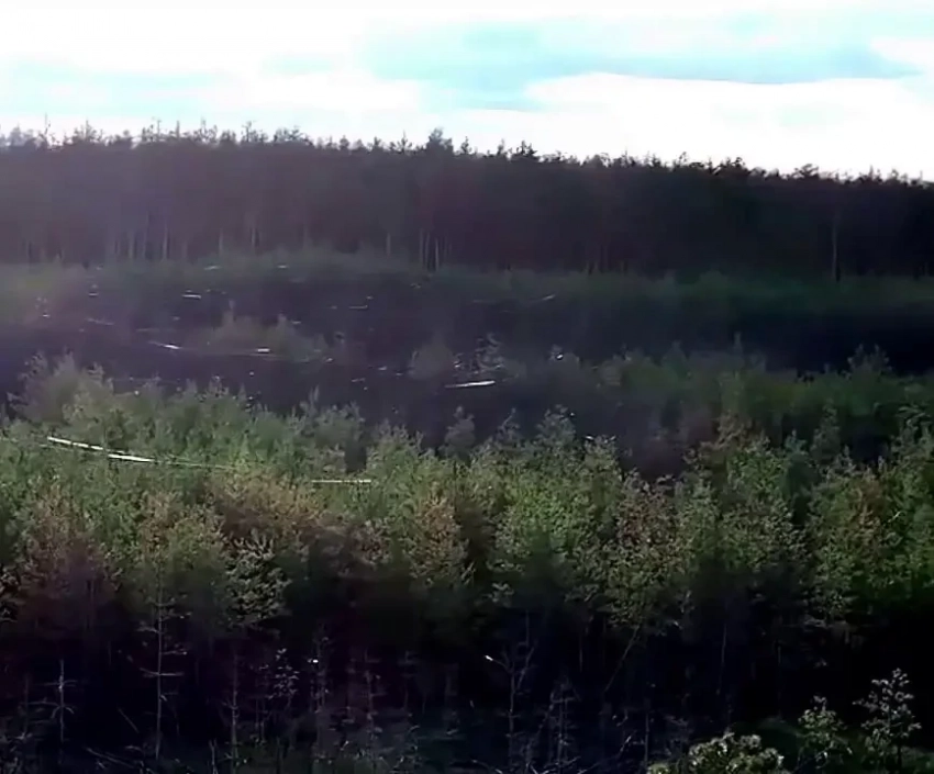 Пейзаж военного времени: Серебрянское лесничество опутано оптоволоконными нитями от применённых дронов