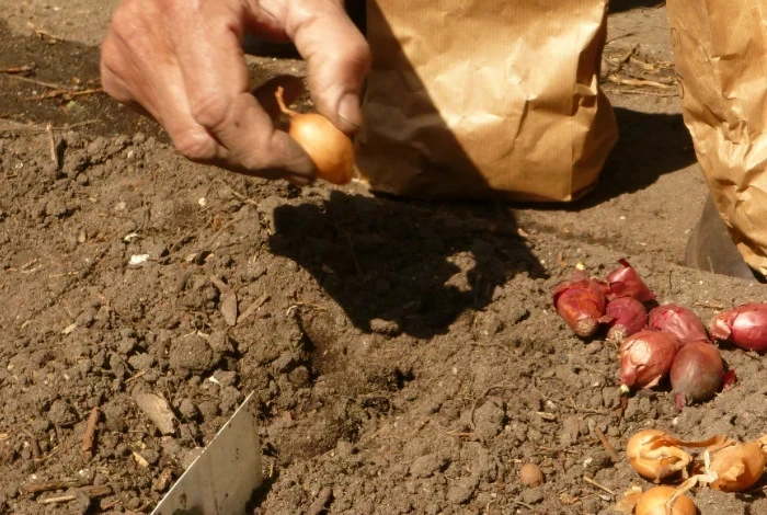 Когда сажать лук под зиму: плюсы и минусы такого способа
